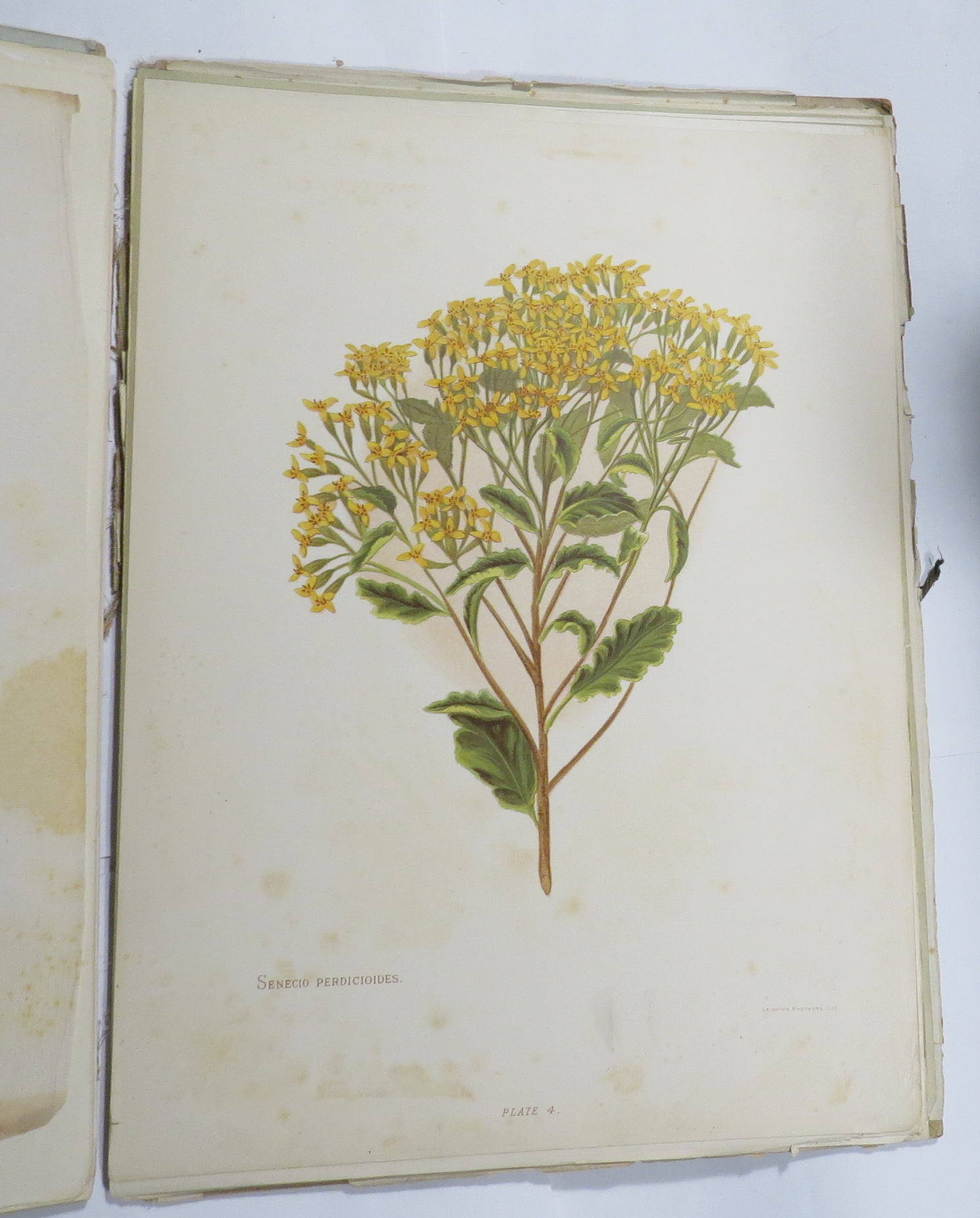 The Native Flowers of New Zealand Illustrated in Colours in the Best Style of Modern Chromo-Litho Art, from Drawings Coloured to Nature by Mrs Charles Hetley