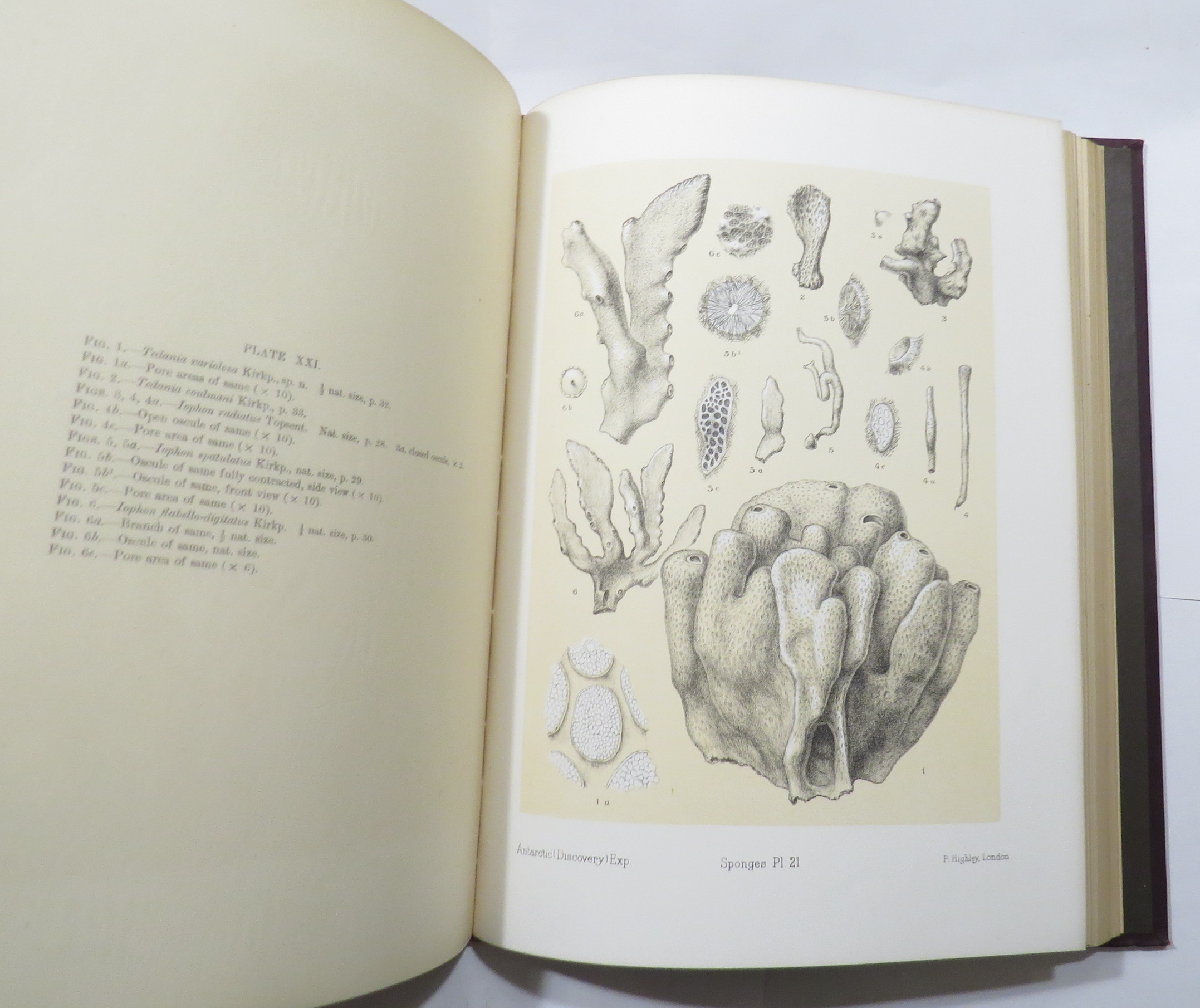 National Antarctic Expedition 1901-1904 : Natural History : Vol. IV. Zoology (Various Invertebrata)